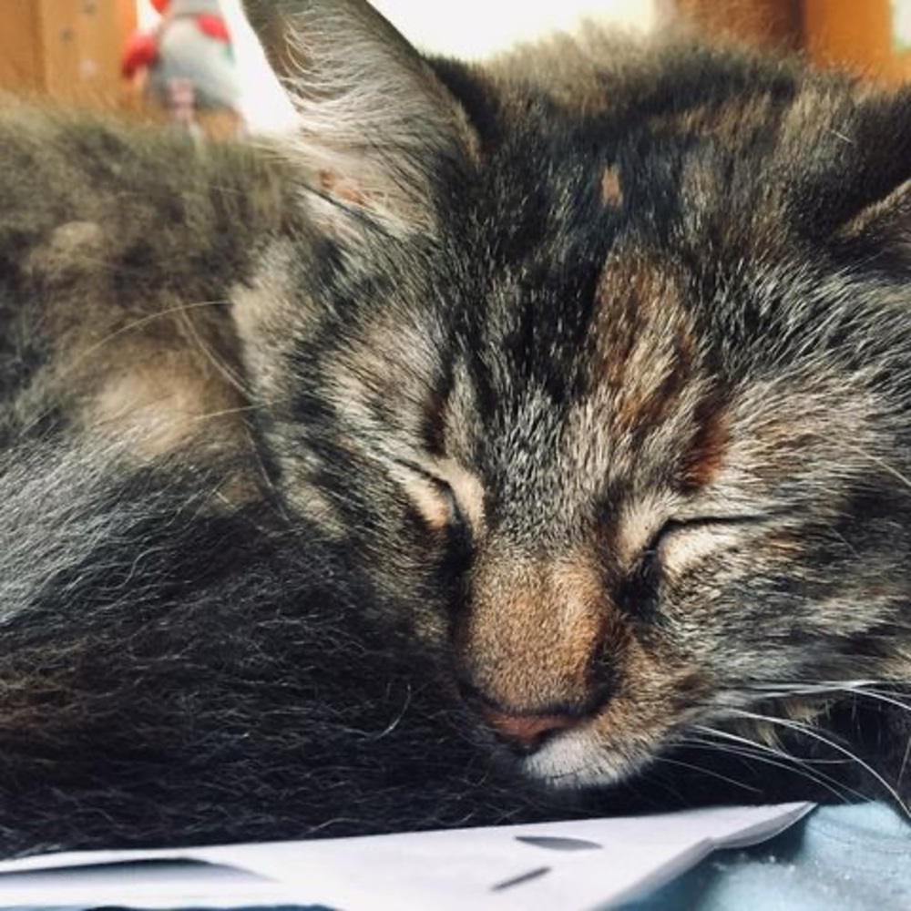 Meet your Posher, Morgan